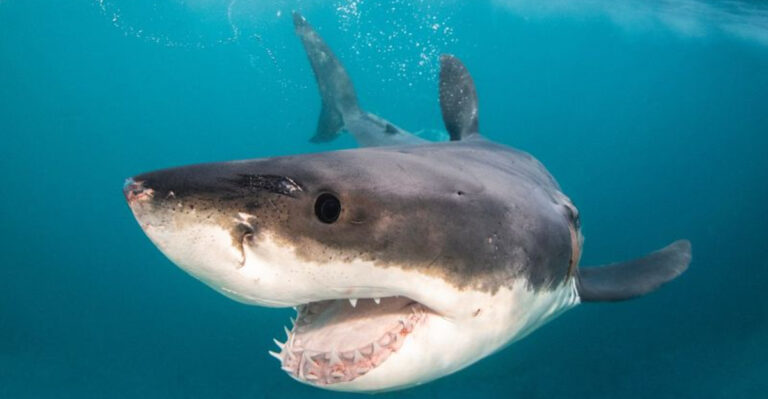 8 American Rivers Sharks Have Traveled Inland – And 7 Where You'll Never Find Them
