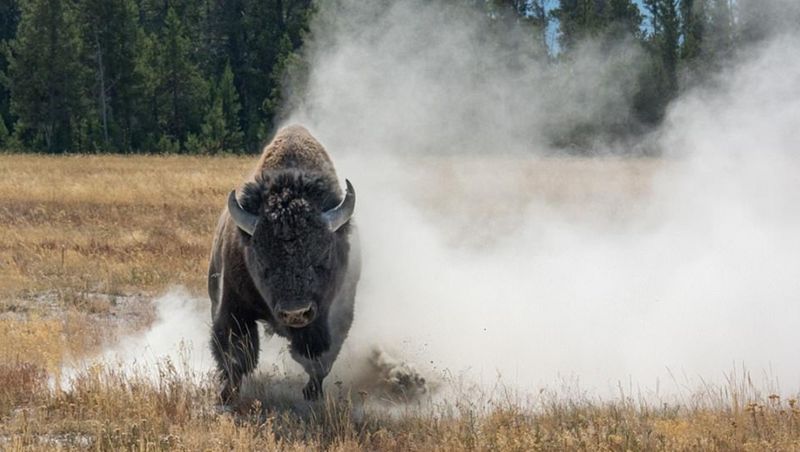 Bison