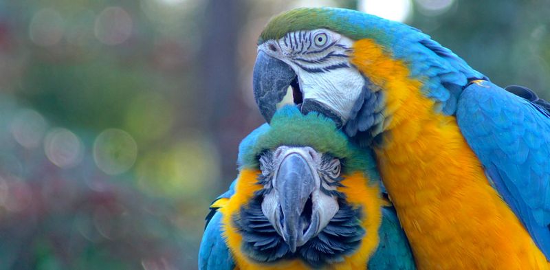 Macaws
