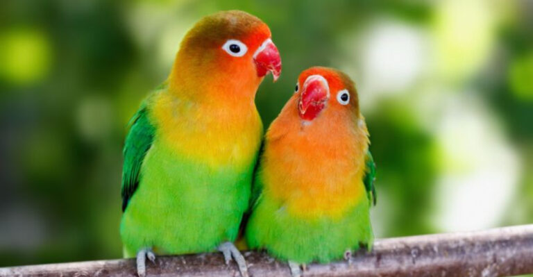 8 Birds Vets Wish Were Less Popular As Pets (And 7 They Recommend Instead)