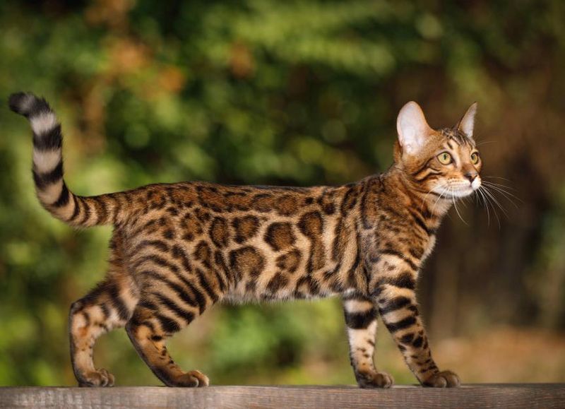 Bengal: The Wild Hunter In Disguise