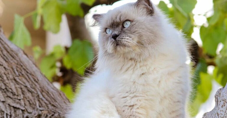 8 Cat Breeds Born To Hunt (And 7 That Just Want To Be Pampered)