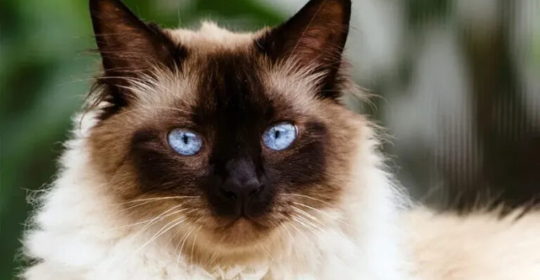 8 Cat Breeds Your German Shepherd Might Love (And 7 That Could Spell Trouble)