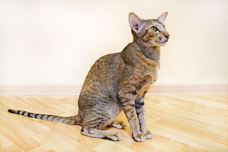 Oriental Shorthair - The Sleek Explorer