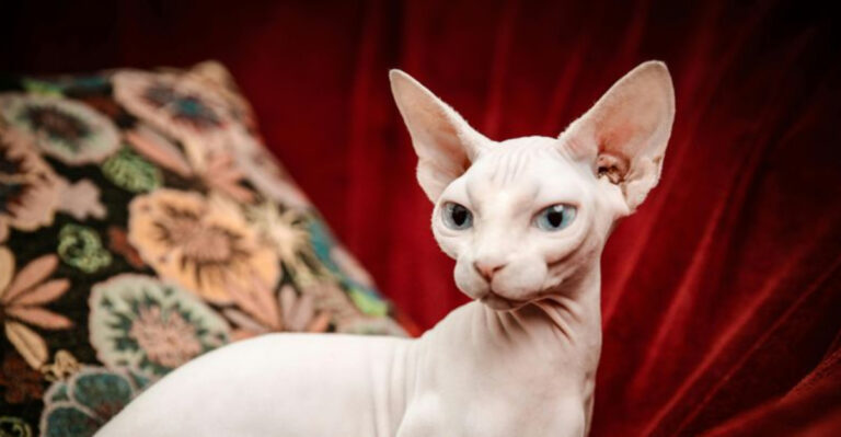 8 Cats Who Need Room To Roam (And 8 Cats Who Prefer Snug Spaces)