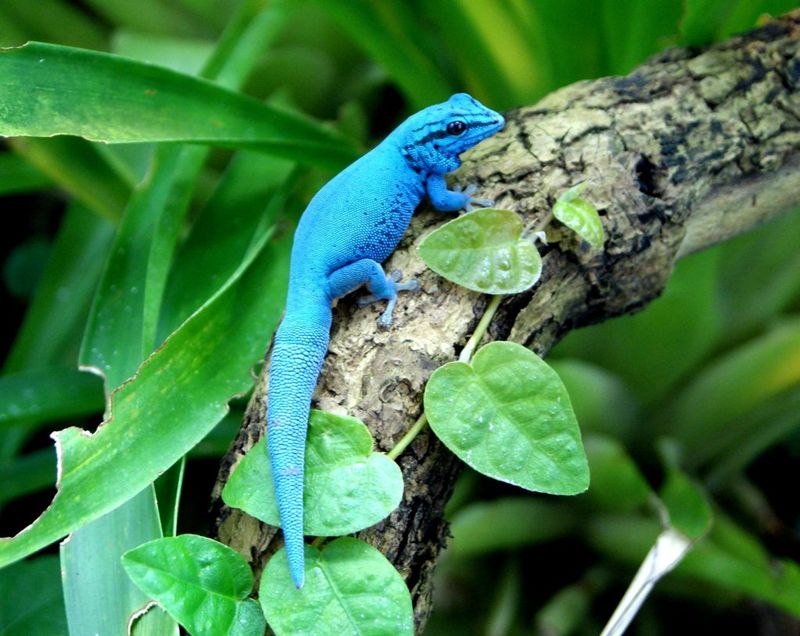Electric Blue Day Geckos That Light Up The Forest
