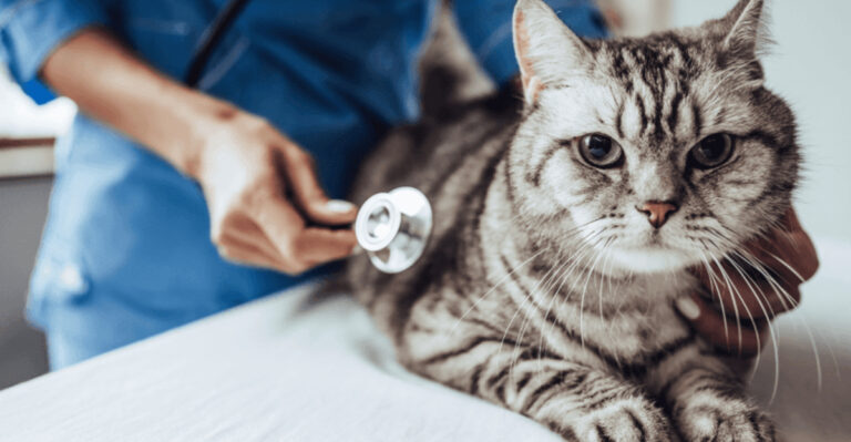 8 Common Illnesses In Cats (And 7 Ways To Catch Them Early)
