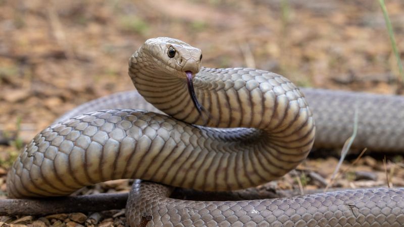 Australia's Lethal Paradise