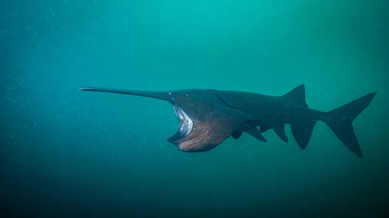 Silent Shadow: The Paddlefish