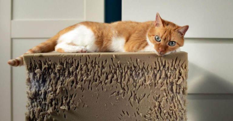 8 Everyday Challenges Of Having A Cat And 7 Simple Joys That Make Being A Cat Parent So Worthwhile