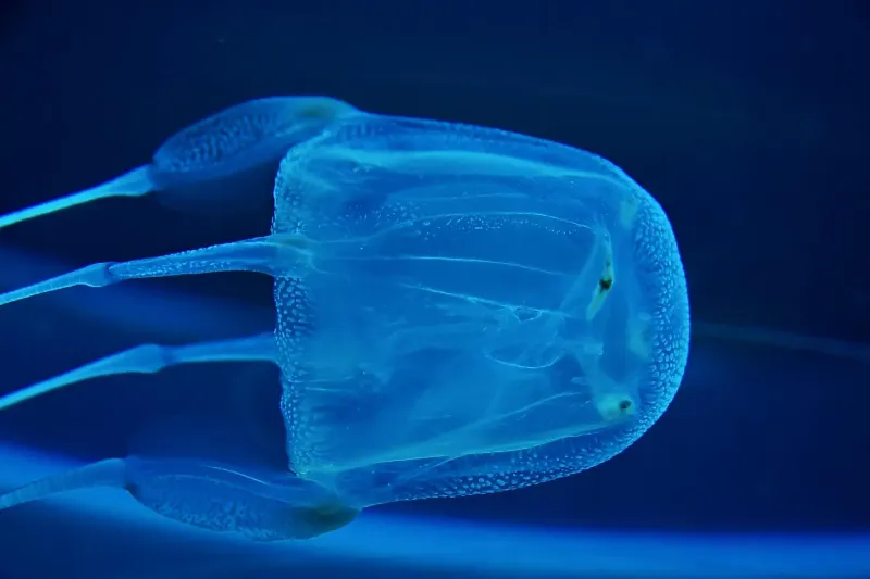 Box Jellyfish: The Silent Killer