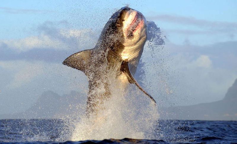 Great White Shark: The Ocean's Apex Predator