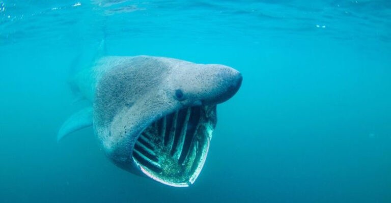 8 Savage Sharks You Should Avoid At All Costs (And 4 That Only Look Scary)