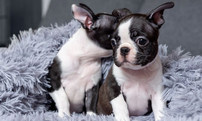 The Happy Cuddler