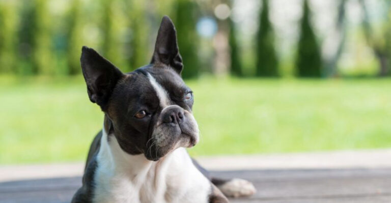 8 Signs Your Boston Terrier Is Happy With You (And 8 Things That Might Stress Them Out)