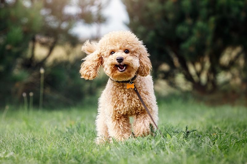 Poodle (Toy And Miniature)