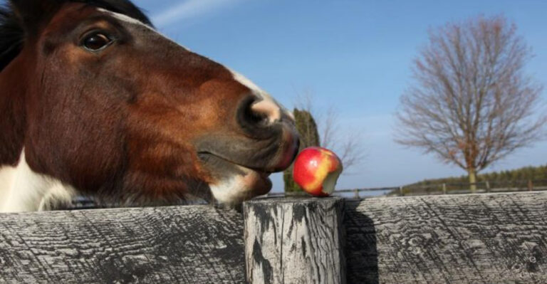8 Smells Horses Can’t Stand (And 6 They Absolutely Love)