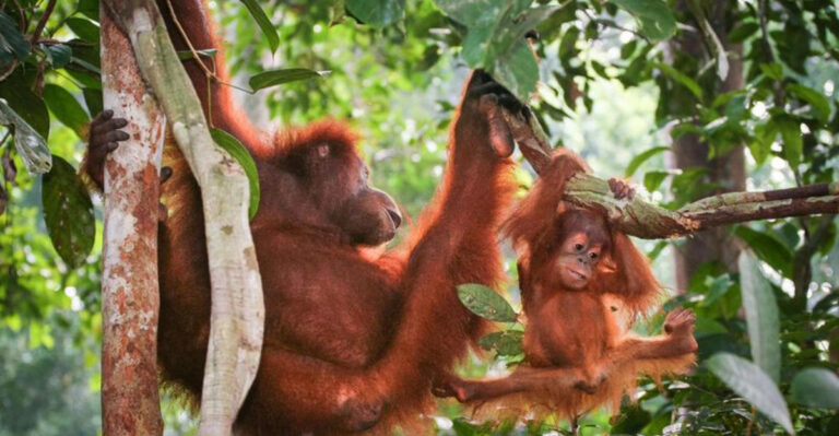 8 Wild Species Least Likely To Survive – And 8 That Are Built To Last