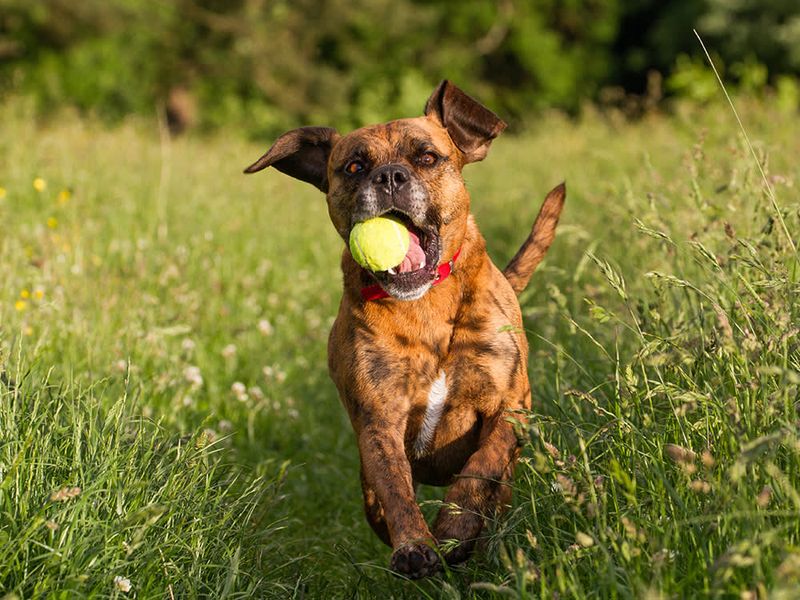 Ball