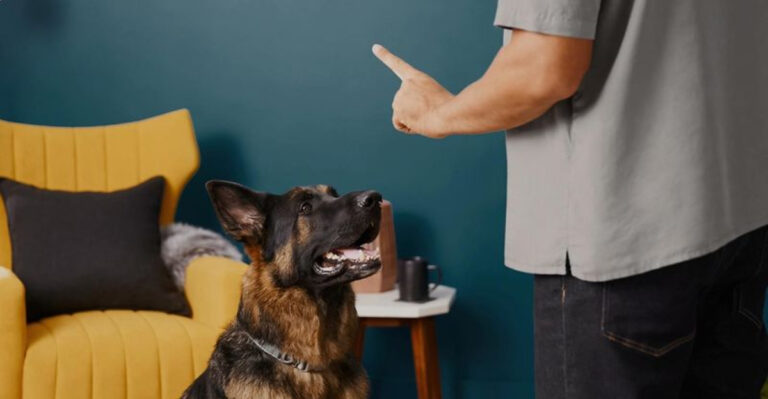 8 Words Dogs Understand (And 5 They Struggle With)