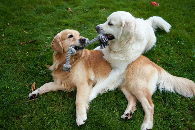 Golden Retrievers