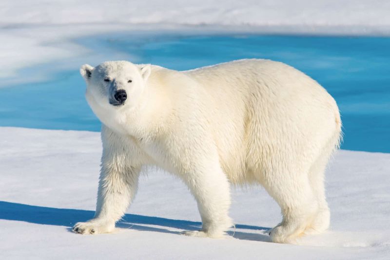 Polar Bears: The Arctic Assassins