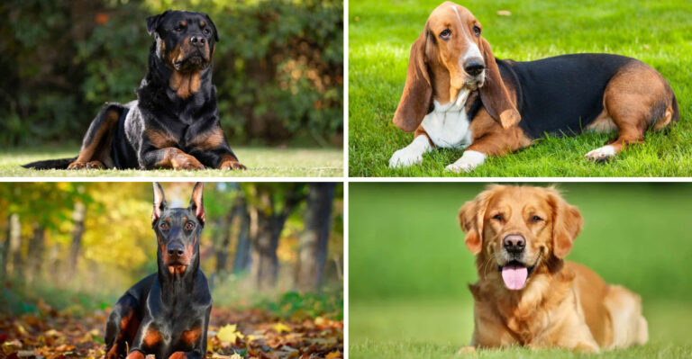 9 Best Guard Dog Breeds That Will Protect Your Home (And 6 Breeds That Will Quickly Befriend Any Stranger)