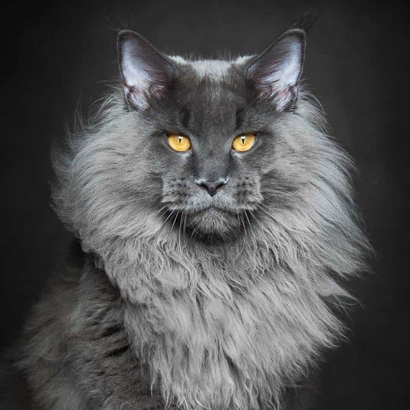 Maine Coon: America's Gentle Giant