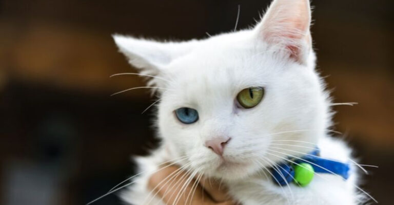 9 Cat Breeds That Originated In The U.S. (And 5 That Have Mysterious Origins Still Debated Today)