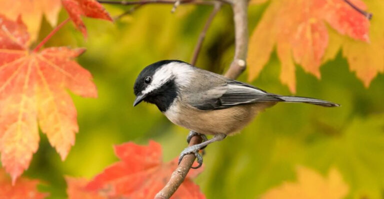 9 Common Birds You See In Your Yard (And 5 That Mean Your Yard Is Thriving)