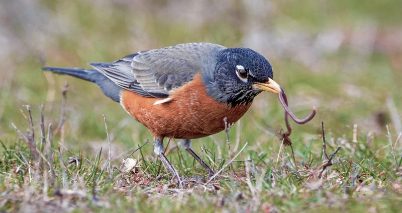 American Robin - The Early Bird