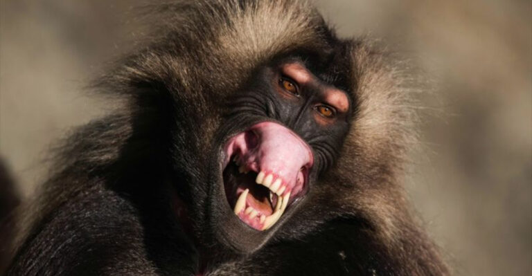 9 Dangerous Monkeys You Should Never Underestimate (And 5 Friendly Ones You Can Safely Interact With)