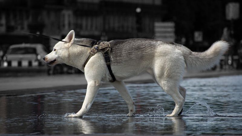 Husky