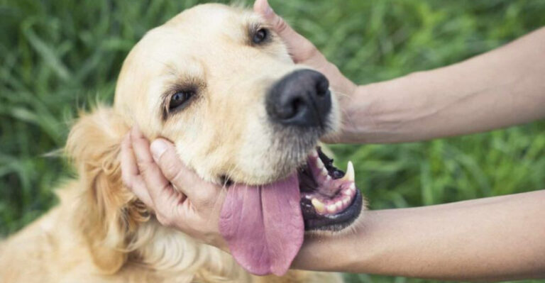 9 Dog Breeds Who Are The Best Judges Of Character (And 4 That Struggle To Read People)