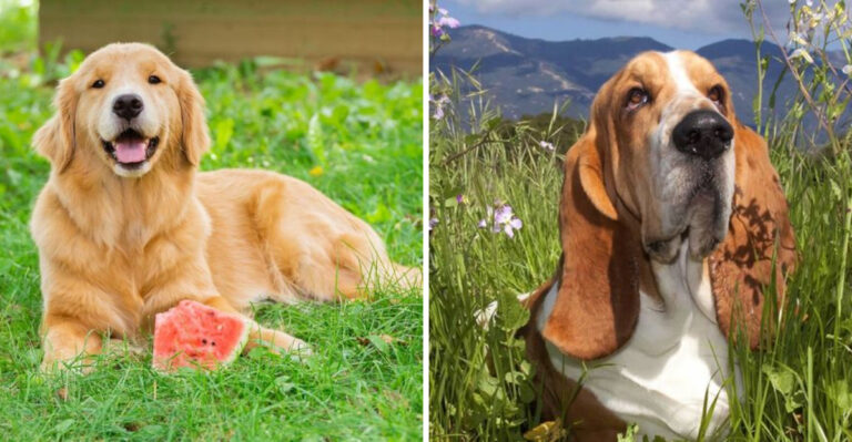 9 Dog Breeds With The Biggest Hearts (And 9 That May Seem A Little Cold)