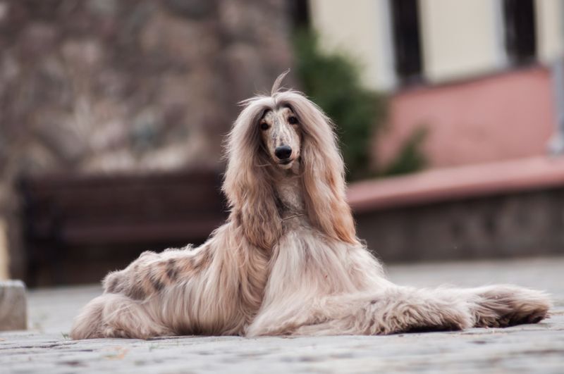 Afghan Hound – The Dignified Diva