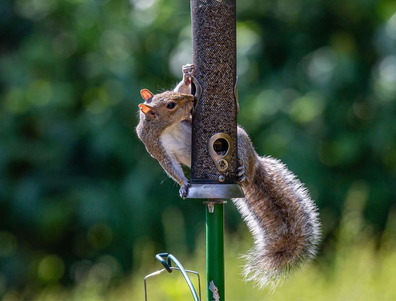 Squirrels Are Great Climbers