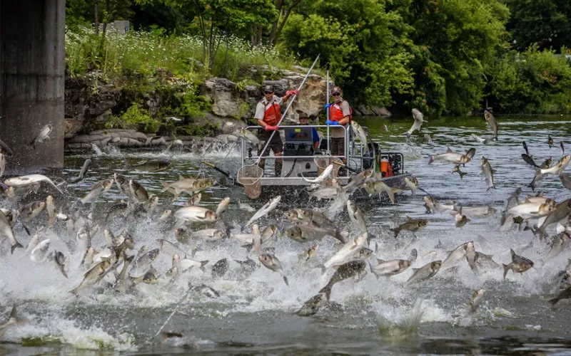 Asian Carp