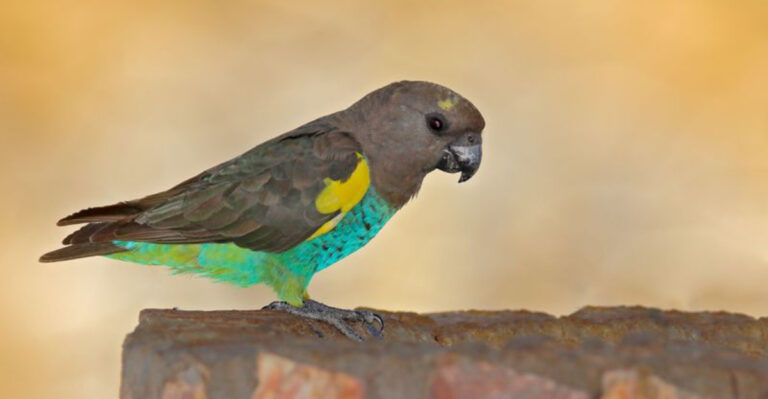 9 Most Popular Pet Birds In The U.S. (And 5 That Deserve More Love)