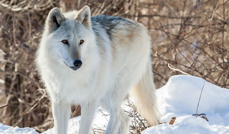 Mackenzie Valley Wolf - Canada's Northern Giant