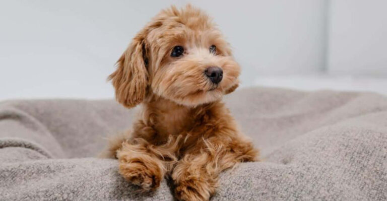 9 Poodle Mixes You’ll Love (And 5 That Might Not Be The Best Fit)