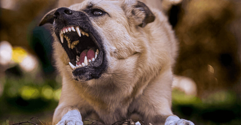 9 Proven Ways To Stop A Charging Dog (And 4 Mistakes That Make It Worse)