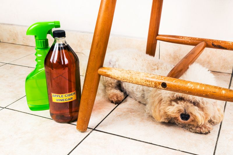 Vinegar Sends Canine Noses Running