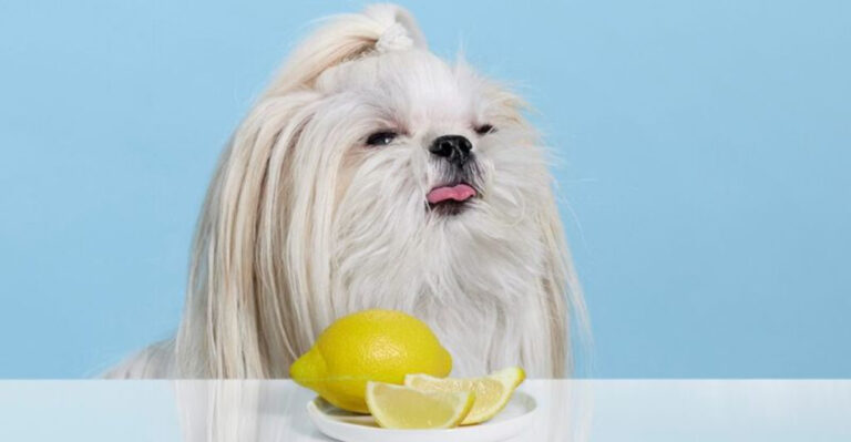 9 Scents Dogs Despise (And 6 Cats Can’t Stand Either)