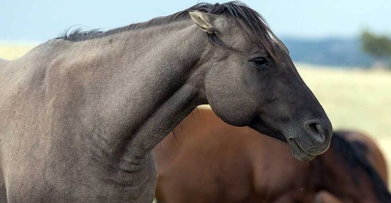 9 Signs That Your Horse Is Uncomfortable (And 8 Ways To Help Them Relax)