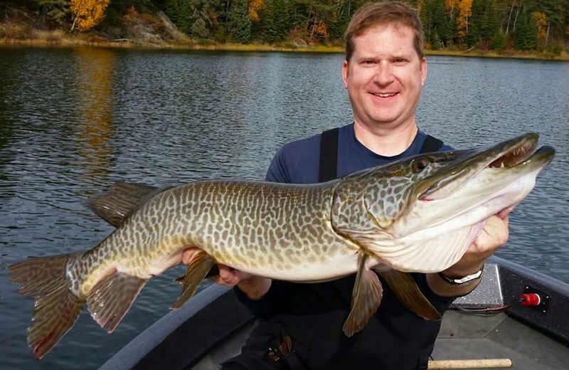 What Are Tiger Muskies? Understanding This Hybrid Predator