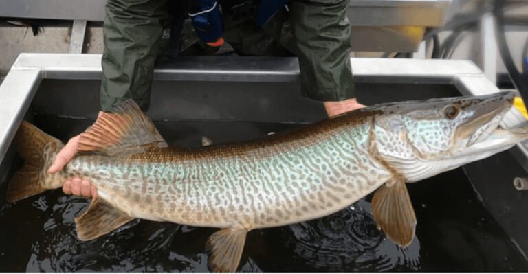 9 Surprising Spots Where Tiger Muskies Are Making A Splash In U.S. Waters