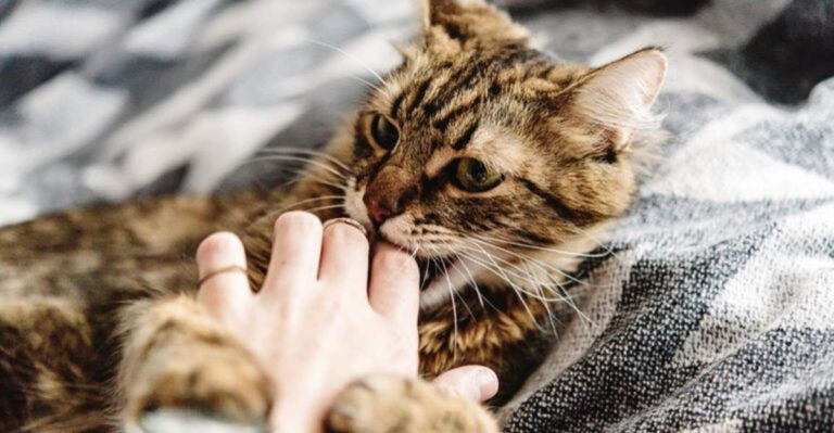 9 Tips To Stop Your Cat From Biting And Scratching (Plus 5 Behaviors That Could Be Causing It)