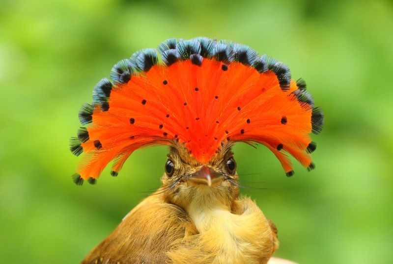 The Punk Rocker Of The Avian World