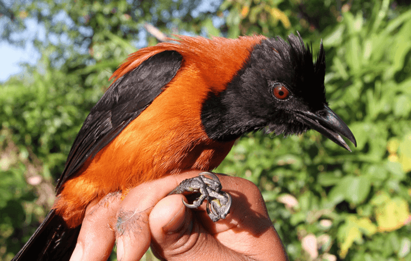 The World's Only Toxic Bird